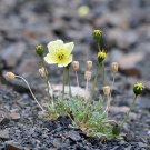 Papaver Kluanense Kluane Poppy 10 Seeds USA Seller