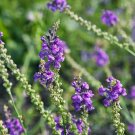 Linaria Purpurea Purple Toadflax 10 Seeds USA Seller