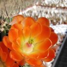 Echinocereus X Lloydii Lloyd'S Hedgehog 10 Seeds USA Seller