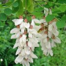 Robinia Pseudoacacia Black Locust 100 Seeds USA Seller
