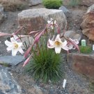 Lilium Formosanum V Pricei Dwarf Formosa Lily 100 Seeds USA Seller