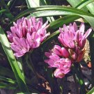 Allium Cratericola Crater Lake Onion 10 Seeds USA Seller