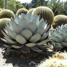 Agave Parryi Parry'S Agave 10 Seeds USA Seller