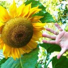 Helianthus Annuus Mammoth Grey Stripe 40 Seeds USA Seller