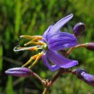 Dianella Caerulea Blue Flax Lily 10 Seeds USA Seller Dianella Caerulea Blue Flax Lily 10 Seeds USA Seller