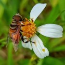 Bidens Pilosa Spanish Needle 20 Seeds USA Seller