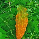 Momordica Charantia Bitter Melon 10 Seeds USA Seller Momordica Charantia Bitter Melon 10 Seeds USA Seller