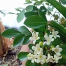 Murraya Paniculata Short Dwarf Orange Jasmine 5 Seeds USA Seller