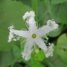 Trichosanthes Tricuspidata Tindora 10 Seeds USA Seller