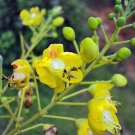 Caesalpinia Sappan Sappanwood Brazilwood 5 Seeds USA Seller