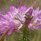 Cleome Serrulata Rocky Mountain Bee Plant 50 Seeds USA Seller