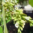Dalbergia Sissoo North Indian Rosewood 25 Seeds USA Seller