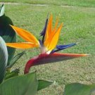 Strelitzia Reginae Bird Of Paradise Crane Flower 10 Seeds USA Seller