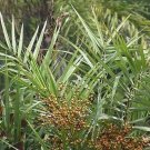Phoenix Paludosa Mangrove Date Palm 5 Seeds USA Seller