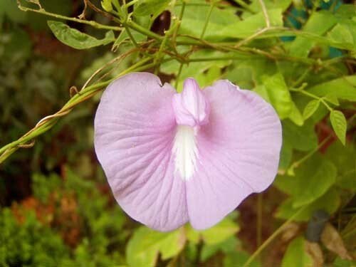 Clitoria Ternatea Single Pink 10 Seeds USA Seller