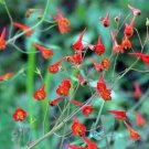 Delphinium Nudicaule Red Or Canyon Larkspur 10 Seeds USA Seller