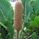 Zamia Furfuracea Cardboard Palm Green Plant Of Mystery 5 Seeds USA Seller