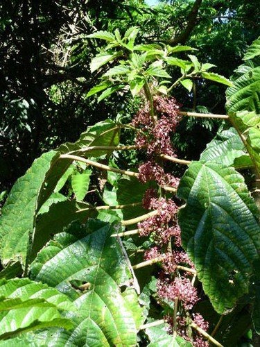 Urera Baccifera Nettle Tree Chichaste Pink Scratchbush 10 Seeds USA Seller