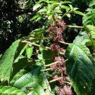 Urera Baccifera Nettle Tree Chichaste Pink Scratchbush 10 Seeds USA Seller Urera Baccifera Nettle Tree Chichaste Pink Scratchbush 10 Seeds USA Seller