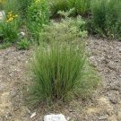 Schizachyrium Scoparium Blue Stem Grass Beard Grass 500 Seeds USA Seller