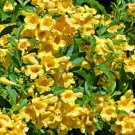 Tecoma Stans Yellow Bells Ginger Thomas Esperanza 10 Seeds USA Seller