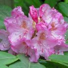 Rhododendron Macrophyllum Coast Rhododendron California Rose Bay 25 Seeds USA Seller Rhododendron Macrophyllum Coast Rhododendron California Rose Bay 25 Seeds USA Seller
