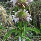 Monarda Pectinata Pony Beebalm Miners Lettuce Spotted Bee Balm 10 Seeds USA Seller Monarda Pectinata Pony Beebalm Miners Lettuce Spotted Bee Balm 10 Seeds USA Seller