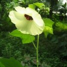 Hibiscus Vitifolius Grape Leaved Mallow 20 Seeds USA Seller