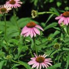 Echinacea Purpurea Purple Or Hedgehog Coneflower 300 Seeds USA Seller
