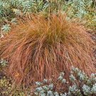 Carex Testacea Prairie Fire 10 Seeds USA Seller Carex Testacea Prairie Fire 10 Seeds USA Seller