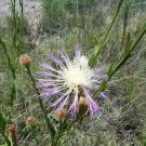 Centaurea Americana American Star Thistle Shaving Brush Thornless Thistle USA Seller Centaurea Americana American Star Thistle Shaving Brush Thornless Thistle USA Seller
