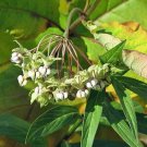 Asclepias Exaltata Poke Or Tall Milkweed 10 Seeds USA Seller