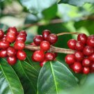 Coffea Arabica 'Lempira' 10 Seeds USA Seller