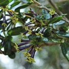 Cestrum Buxifolium Black Beauty 10 Seeds USA Seller Cestrum Buxifolium Black Beauty 10 Seeds USA Seller