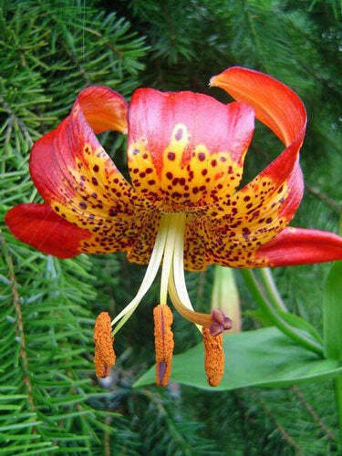 Lilium Pardalinum Leopard Lily Panther Lily 10 Seeds USA Seller