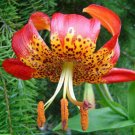 Lilium Pardalinum Leopard Lily Panther Lily 10 Seeds USA Seller Lilium Pardalinum Leopard Lily Panther Lily 10 Seeds USA Seller