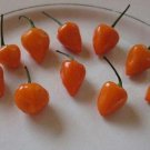 Capsicum Baccatum Malawi Piquante Pepper Peppadew 10 Seeds USA Seller Capsicum Baccatum Malawi Piquante Pepper Peppadew 10 Seeds USA Seller