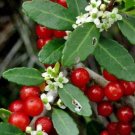 Ilex Vomitoria Subsp Vomitoria Weeping Yaupon Holly 20 Seeds USA Seller Ilex Vomitoria Subsp Vomitoria Weeping Yaupon Holly 20 Seeds USA Seller
