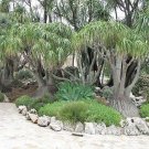 Beaucarnea Recurvata Ponytail Palm Bottle Palm Elephant'S Foot 20 Seeds USA Seller