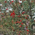 Tibouchina Grossa Carmine Princess Plant 20 Seeds USA Seller