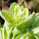 Helleborus Argutifolius Corsican Rose Pacific Frost 5 Seeds USA Seller
