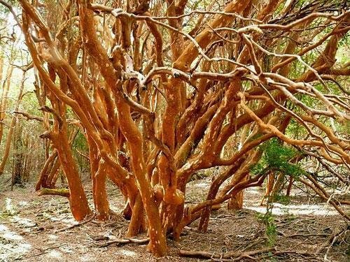 Luma Apiculata Arrayan Chilean Myrtle Shortleaf Stopper Temu 10 Seeds USA Seller