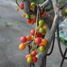 Tinospora Cordifolia Heart Leaved Moonseed Guduchi 5 Seeds USA Seller Tinospora Cordifolia Heart Leaved Moonseed Guduchi 5 Seeds USA Seller