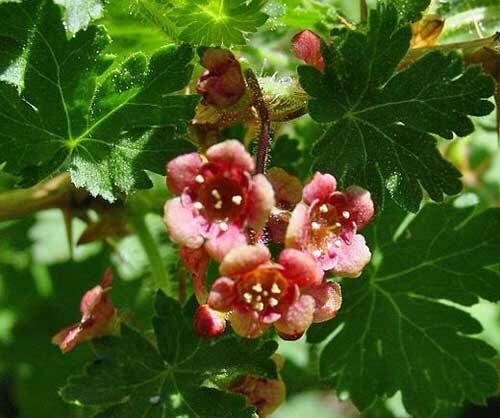 Ribes Montigenum Mountain Gooseberry Red Prickly Gooseberry 10 Seeds USA Seller