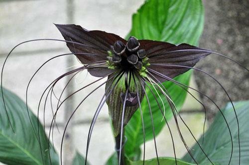 Tacca Chantrieri Black Bat Flower Cat'S Whiskers 50 Seeds USA Seller