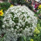 Allium Fistulosum Japanese Bunching Or Welsh Onion 5 Seeds USA Seller