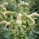 Salvia Glutinosa Sticky Or Jupiter'S Sage 5 Seeds USA Seller