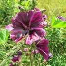 Malva Sylvestris Ssp Mauritiana Mauritian Or Purple Mallow 10 Seeds USA Seller