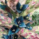 Puya Alpestris Sapphire Tower Bromeliad Mountain Puya 30 Seeds USA Seller