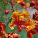 Caesalpinia Pulcherrima Red Mexican Bird Of Paradise 20 Seeds USA Seller